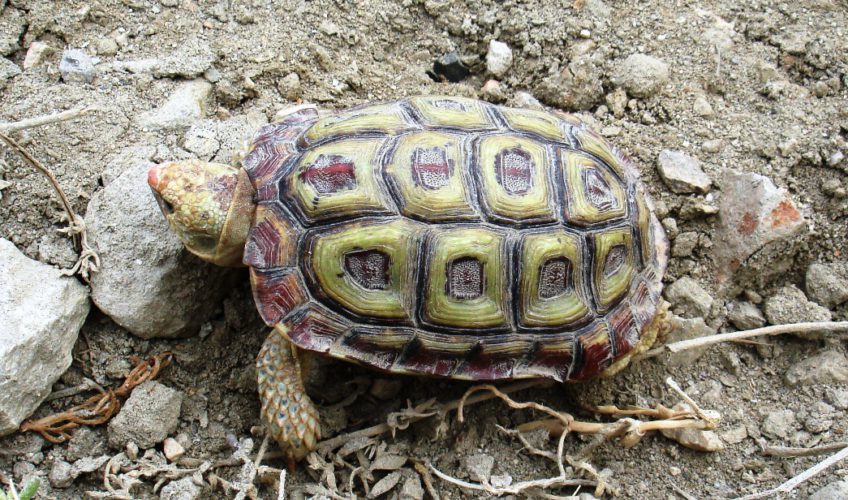 parrot-beked tortoise