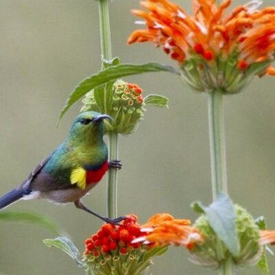 Outing to Sunbird Centre – 03 February 2026. Led by Gillian Barnes.