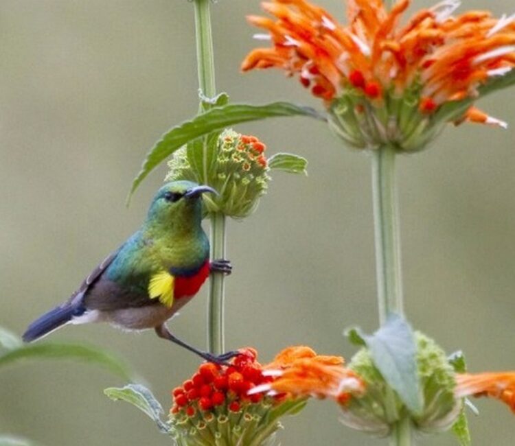 Southern Double-collared Sunbird by Frank Hallett April 2012