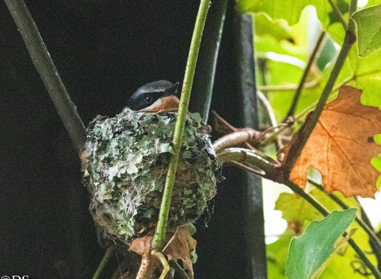 cbc kirstenbosch walk 01 DS nov 2019