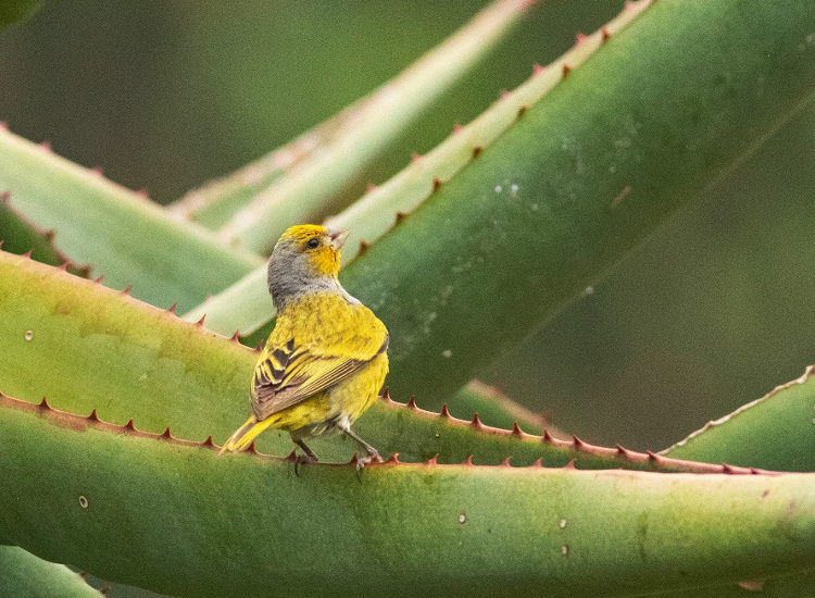 cbc kirstenbosch walk 02 DS nov 2019