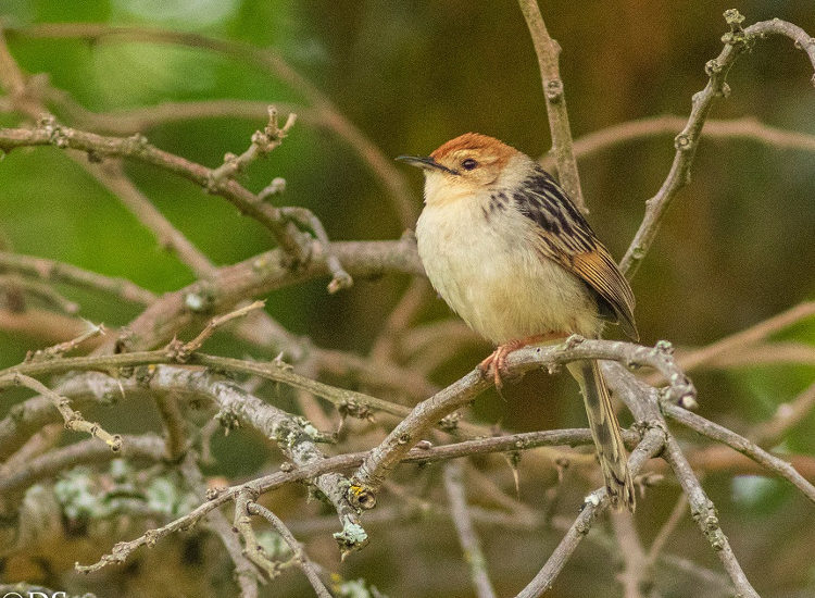 cbc kirstenbosch walk 06 DS nov 2019