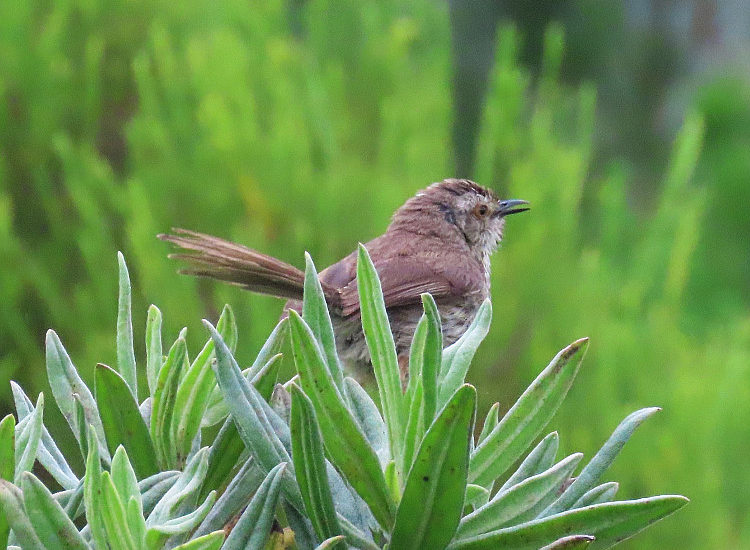 cbc kirstenbosch walk 11 DC nov 2019