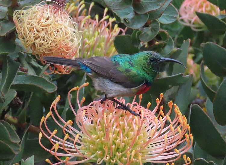 cbc kirstenbosch walk 12 DC nov 2019