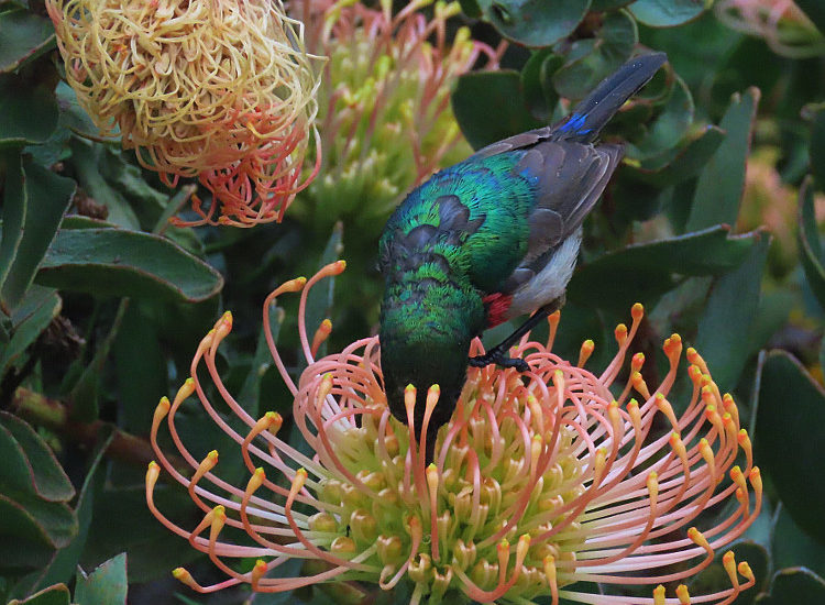 cbc kirstenbosch walk 13 DC nov 2019
