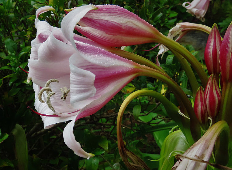 cbc kirstenbosch walk 14 DC nov 2019