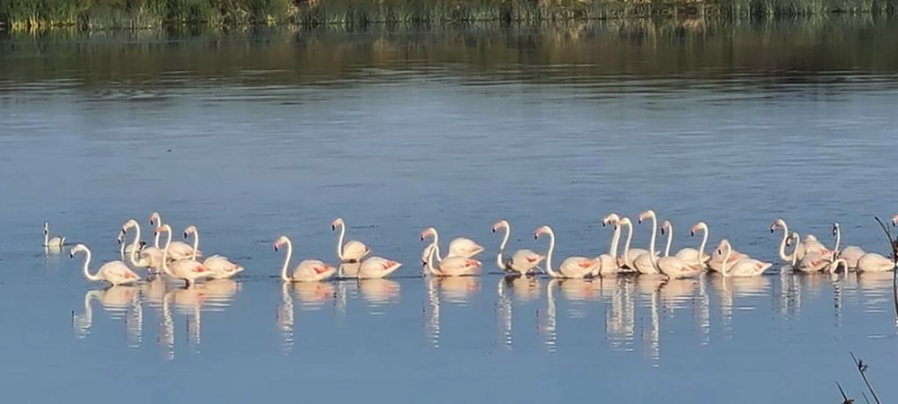 cbc greater flamingoes LJ nov 2020