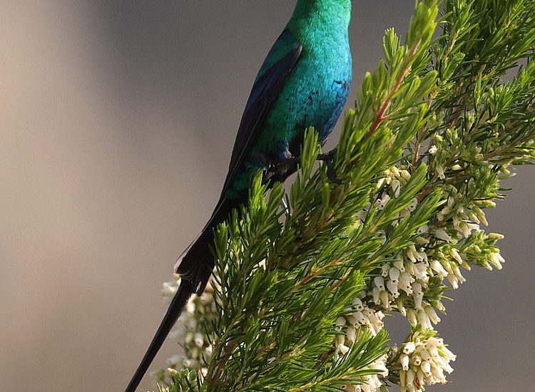 cbc kirstenbosch walk 02 PG 12 october 2021