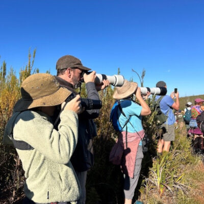 Outing to the Helderberg Nature Reserve on 25 April 2025. Led by Otto Schmidt.
